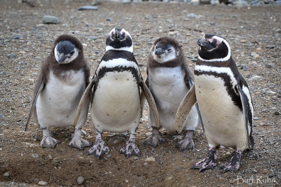 Patagonskie pingwiny, ziemia ognista, foto Bartek Rubik