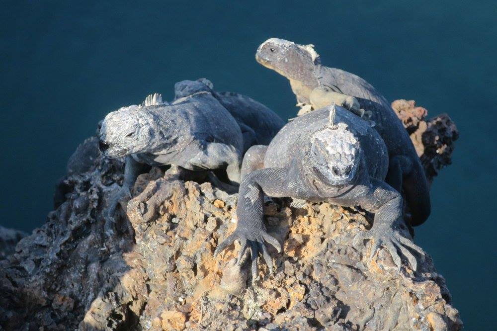 legwany morskie na Galapagos - wyprawa z Om Tramping Klub