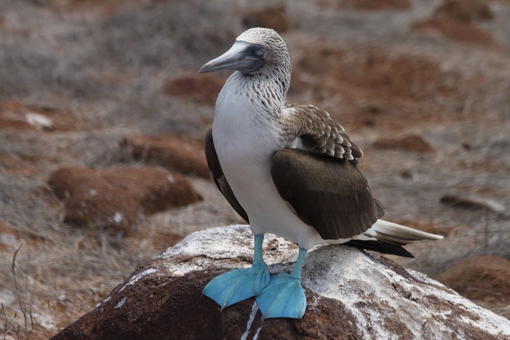 Gluptak niebieskonogi na Galapagos_wyprawa z Om Tramping Klub, fot. Tomek Tulak