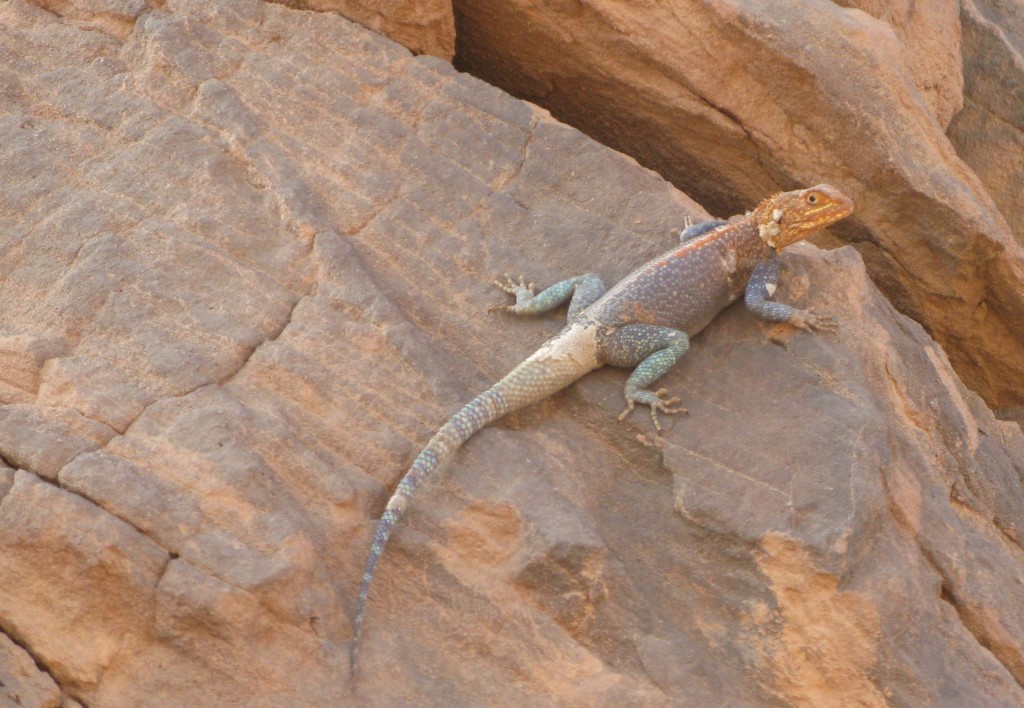 Jaszczurka na skale na pustyni Saharze - om tramping klub