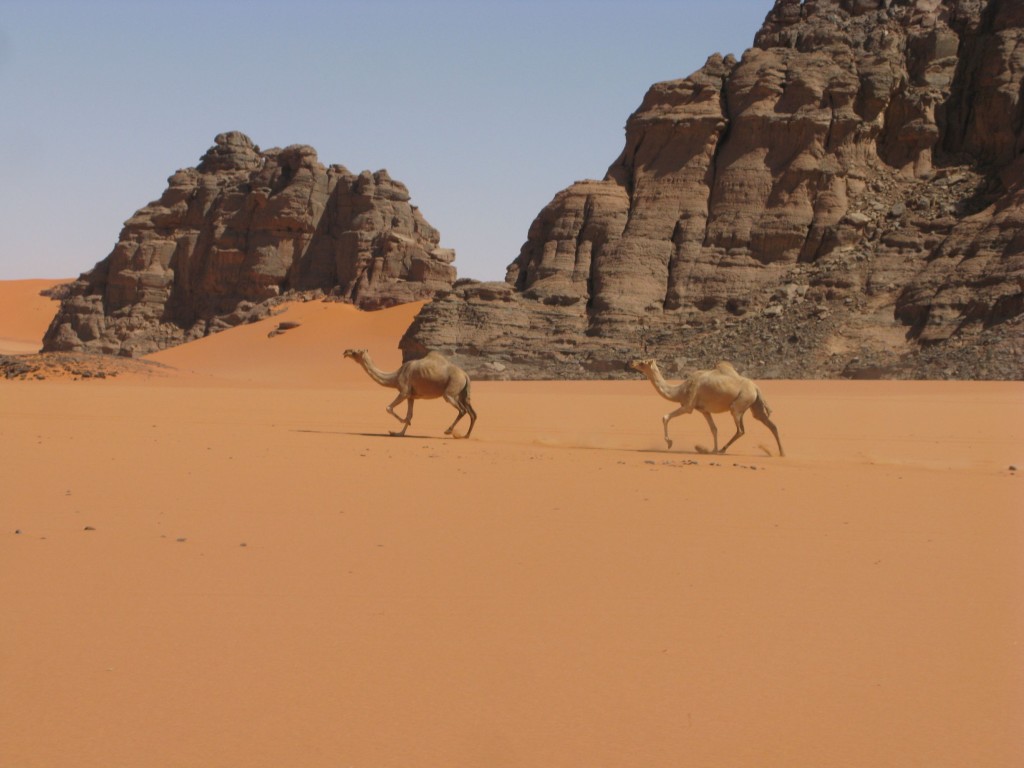 Biegnace wielblady na piasku Sahary