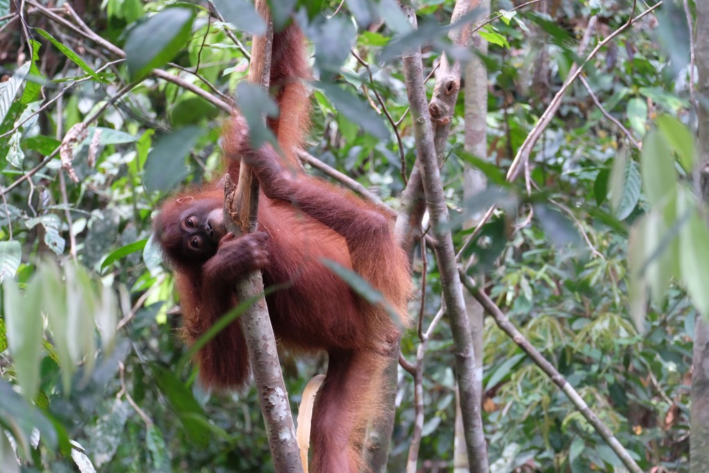Orangutan sumatrzanski w dzungli - om tramping klub 